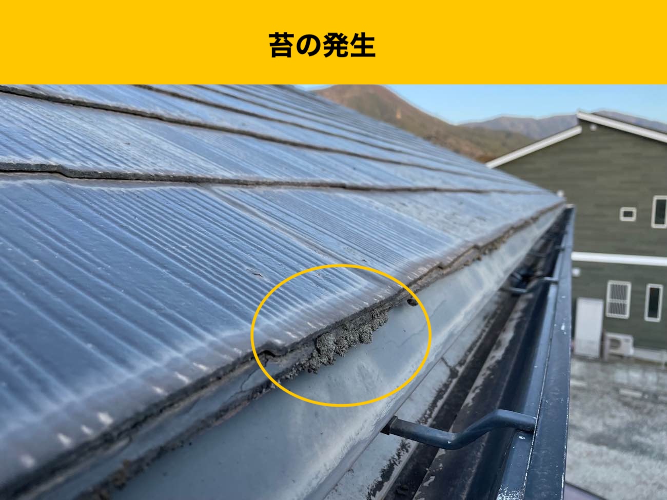 苔の発生