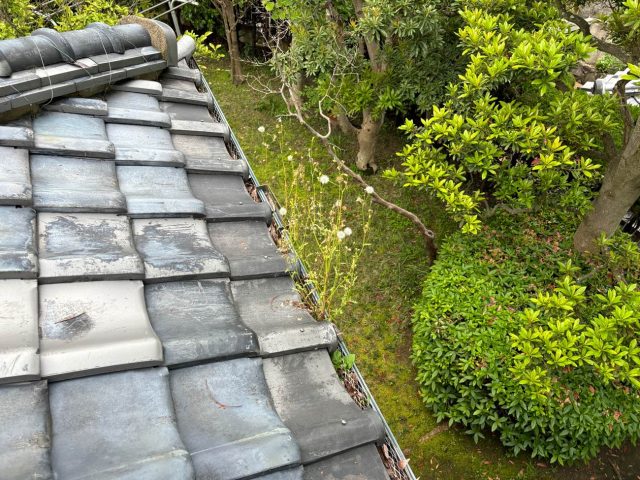 福岡市中央区で雨樋から生えている雑草