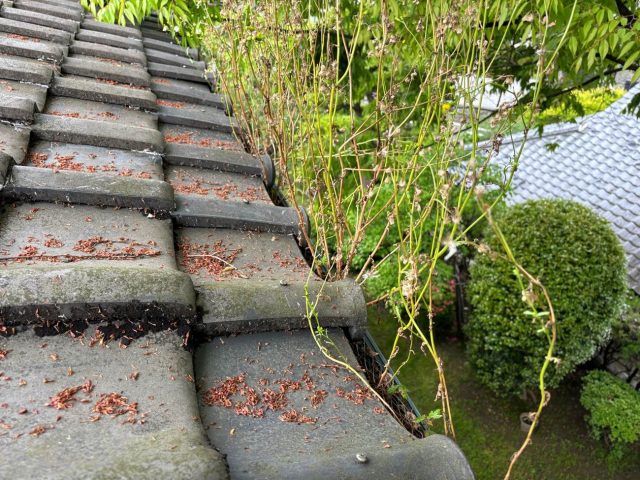 福岡市中央区の大量の雑草が生えた雨樋