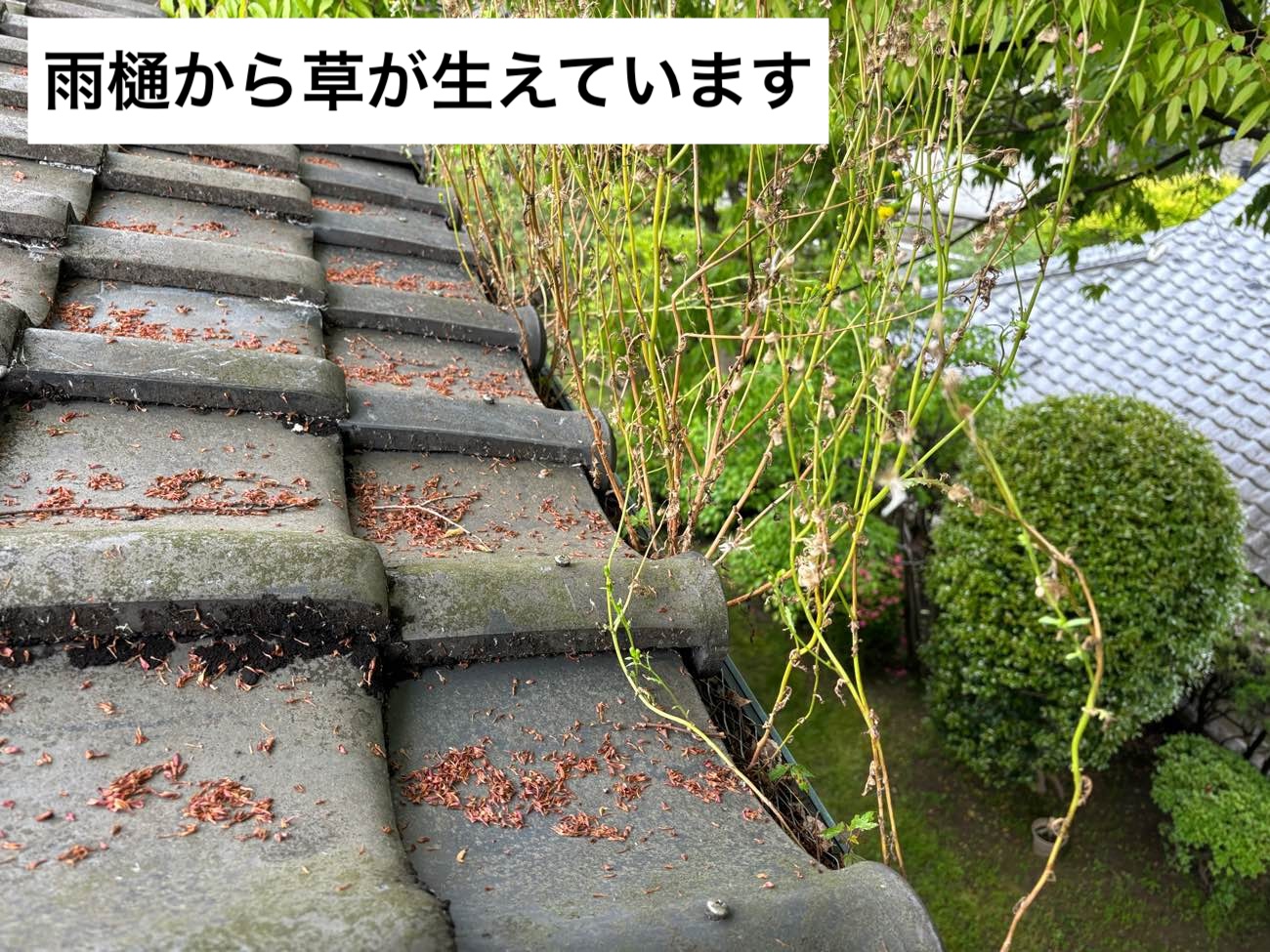 福岡市中央区物件の屋根の葺き替え工事、ROOGA雅、草が生えている雨樋