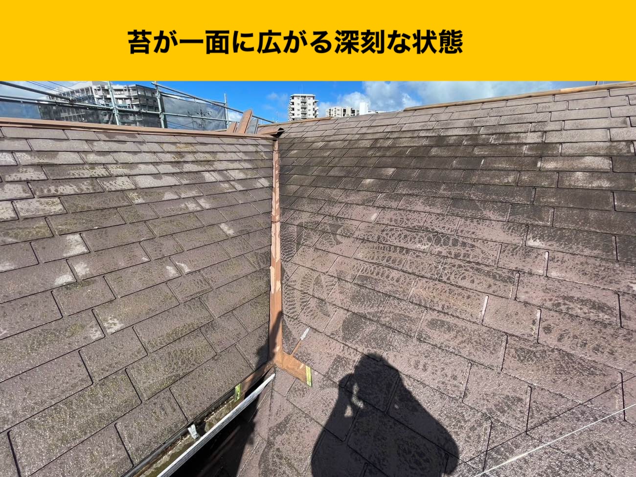広がる屋根の苔