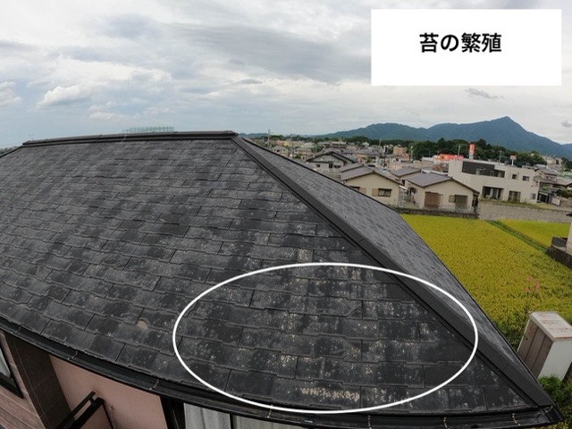 苔の繁殖、スレート屋根