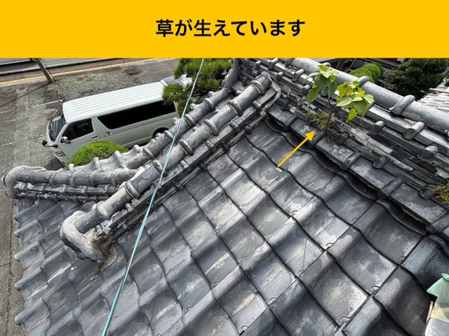 草が生えた屋根