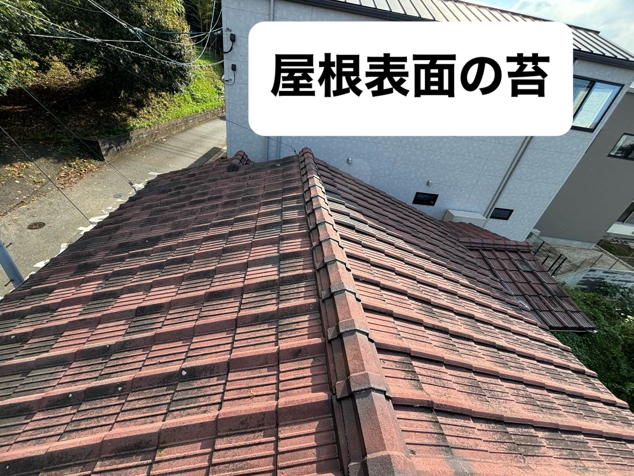 屋根の苔