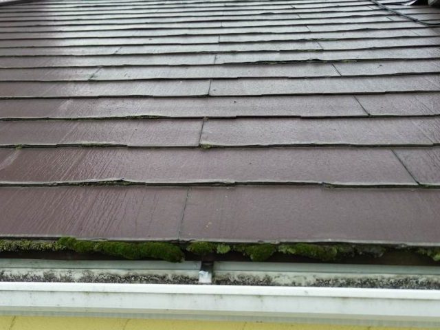 福岡市博多区の雨樋に生えた苔