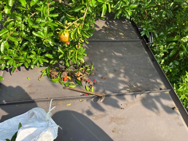 福岡市南区の金属屋根に溜まった枯葉や枝