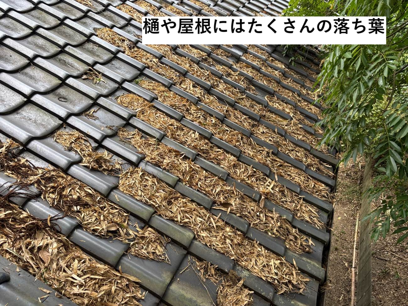 屋根に溜まった落ち葉