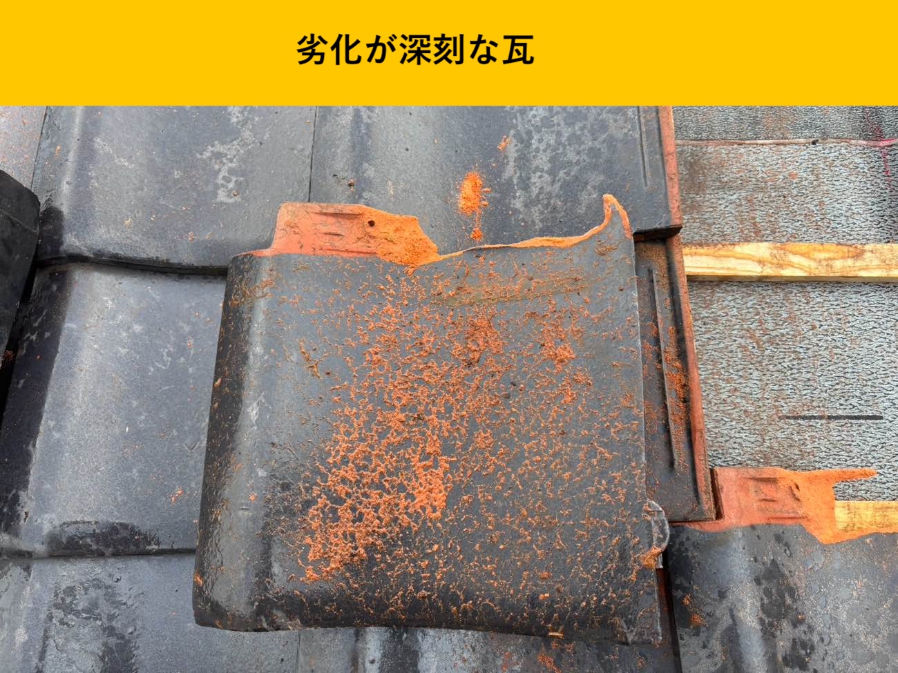 劣化が深刻な瓦の状態を確認