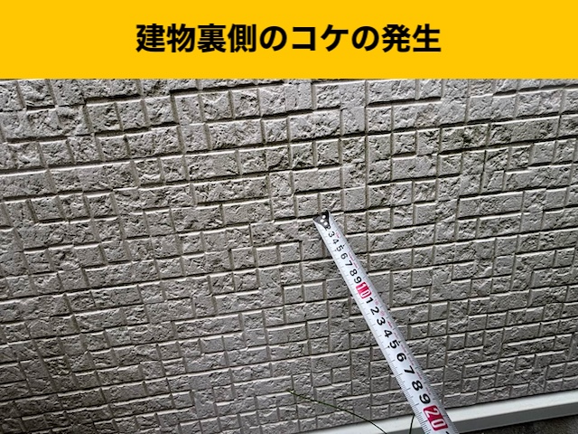 建物の苔、外壁の苔