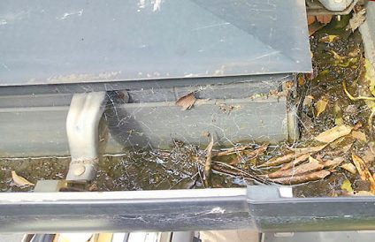 雨樋の落ち葉